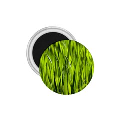 Agricultural Field   1 75  Magnets by rsooll