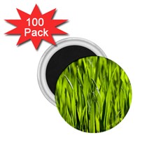 Agricultural Field   1 75  Magnets (100 Pack)  by rsooll