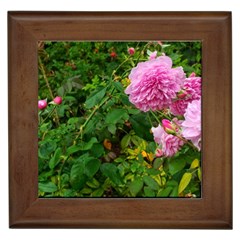 Light Pink Roses Framed Tiles by okhismakingart