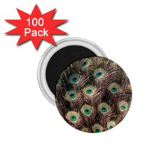 Bird Peacock Tail Feathers 1 75  Magnets (100 Pack)  by Pakrebo