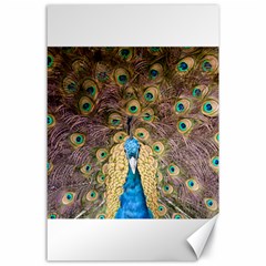 Bird Peacock Feather Canvas 24  X 36  by HermanTelo