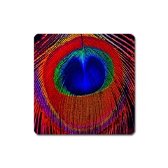 Red Peacock Plumage Fearher Bird Pattern Square Magnet by Wegoenart