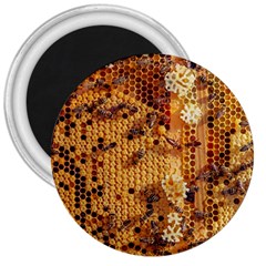 Insect Macro Honey Bee Animal 3  Magnets by Wegoenart