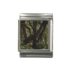 Botanical Motif Trees Detail Photography Italian Charm (13mm) by dflcprintsclothing