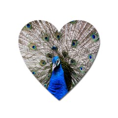 Peacock Bird Animal Feather Nature Colorful Heart Magnet by Ravend