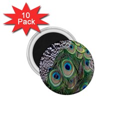 Peacock Bird Feather Colourful 1 75  Magnets (10 Pack)  by Jancukart