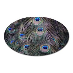 Peacock Feathers Peacock Bird Feathers Oval Magnet by Jancukart