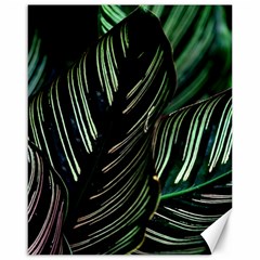 Calathea Leaves Strippe Line Canvas 16  X 20  by Ravend