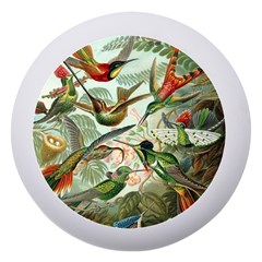 Humming Birds Trochilidae Dento Box With Mirror by Pakjumat