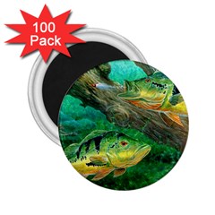 Peacock Bass Fishing 2 25  Magnets (100 Pack)  by Sarkoni