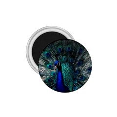 Blue And Green Peacock 1 75  Magnets by Sarkoni