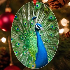 Peafowl Peacock Uv Print Acrylic Ornament Oval by Sarkoni