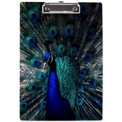 Blue And Green Peacock A4 Acrylic Clipboard by Sarkoni