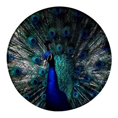 Blue And Green Peacock Round Glass Fridge Magnet (4 Pack) by Sarkoni