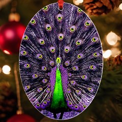 Peacock Bird Color Uv Print Acrylic Ornament Oval by Cendanart