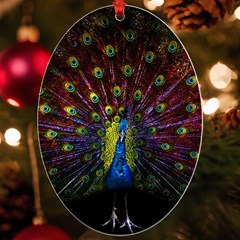 Beautiful Peacock Feather Uv Print Acrylic Ornament Oval by Ket1n9