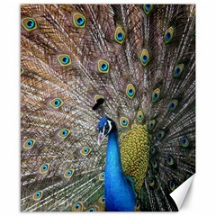 Peacock Bird Animal Peafowl Canvas 8  X 10  by Perong